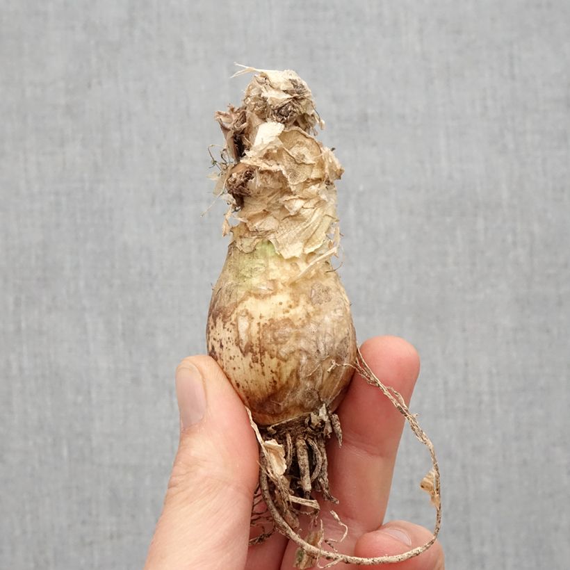 Exemplaar van Nerine bowdenii Vesta K - Kliplelie Bol kaliber 12+ zoals geleverd in de lente