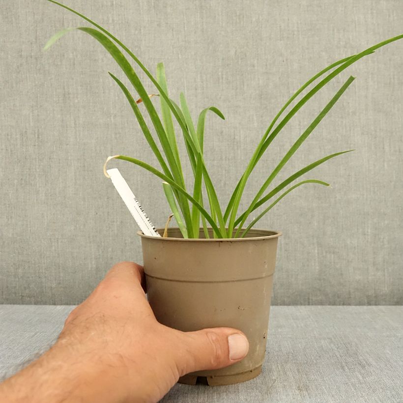 Exemplaar van Nerine bowdenii Vesta K - Kliplelie Pot van 1,5 l/2 l kaliber 12/14 zoals geleverd in de zomer