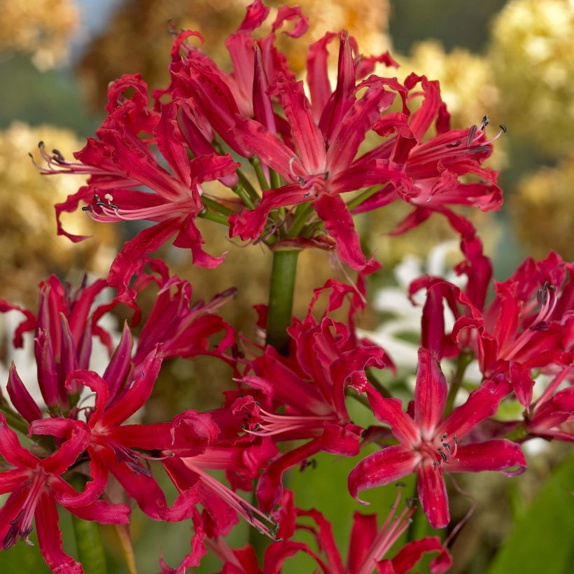 Nerine elegance Pearls of Cherry - Kliplelie (Bloei)
