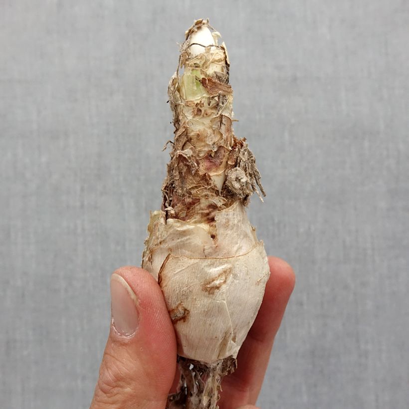 Exemplaar van Nerine elegance Pearls of Cherry - Kliplelie Bol kaliber 12+ zoals geleverd in de lente