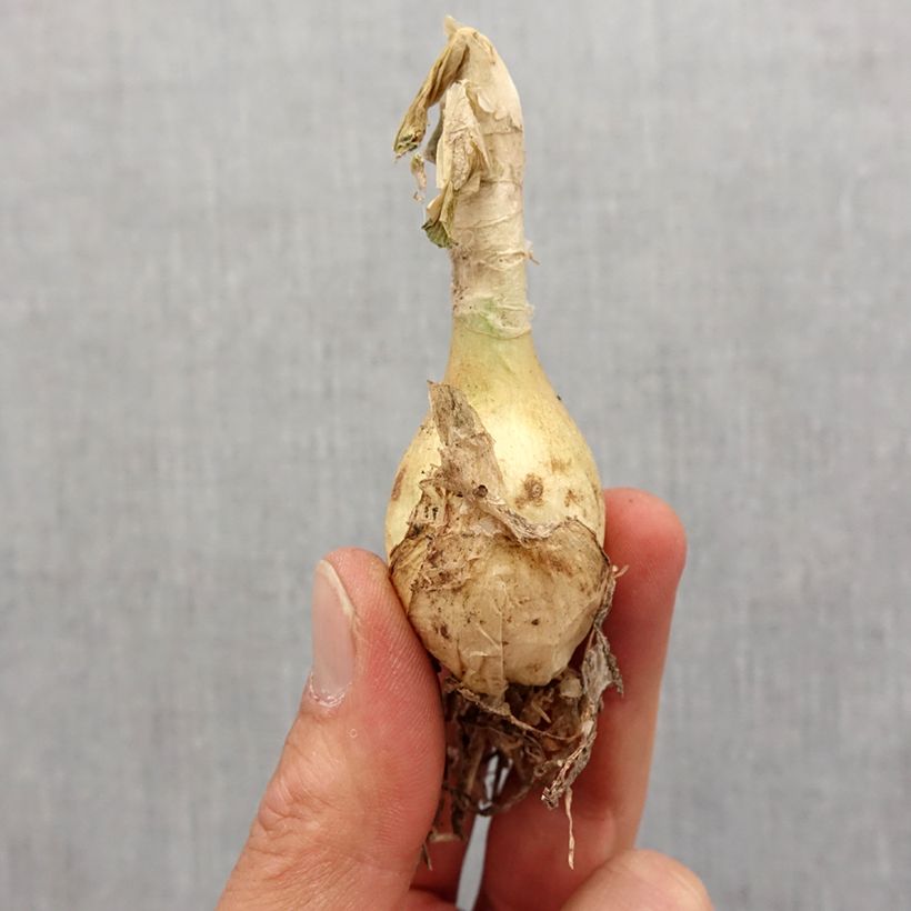 Exemplaar van Nerine undulata - Kliplelie Bol kaliber 12+ zoals geleverd in de lente