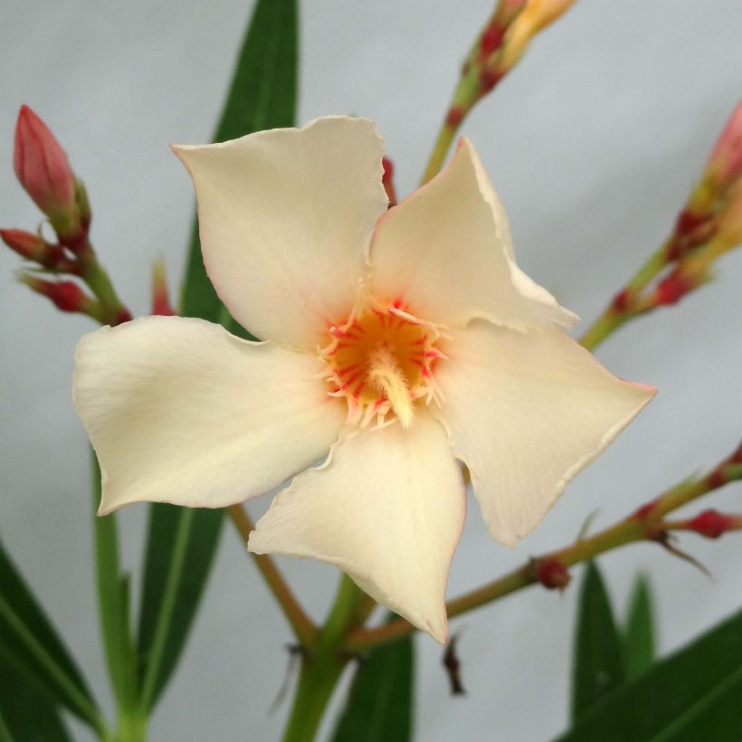Nerium oleander Geel - Rozenlaurier (Bloei)
