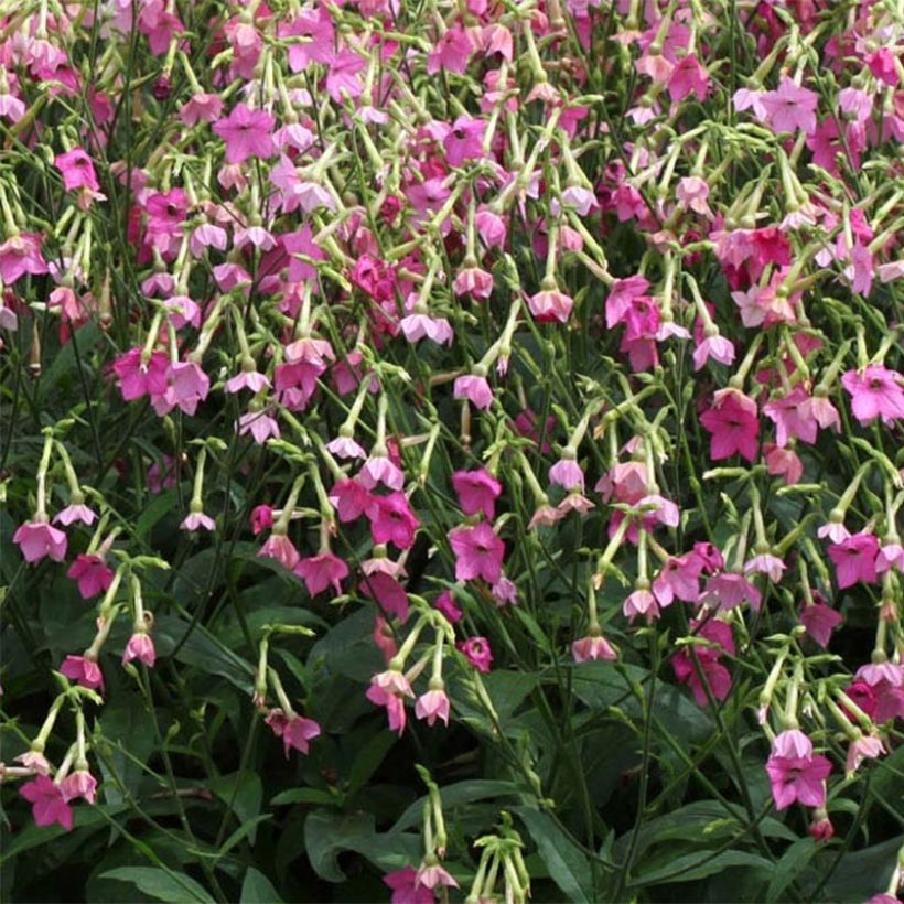 Nicotiana alata Vedado Rose Pink - Siertabak (Bloei)