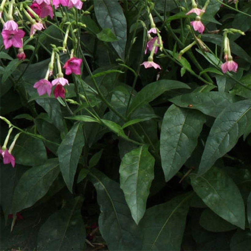 Nicotiana alata Vedado Rose Pink - Siertabak (Blad)