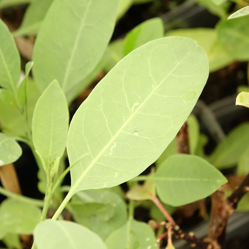 Nicotiana glauca - Boomtabak (Blad)