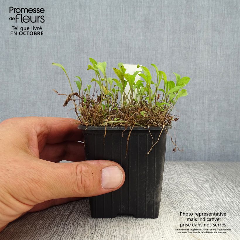 Exemplaar van Nierembergia repens - Witte beker Kweekpotje van 8/9 cm zoals geleverd in de herfst
