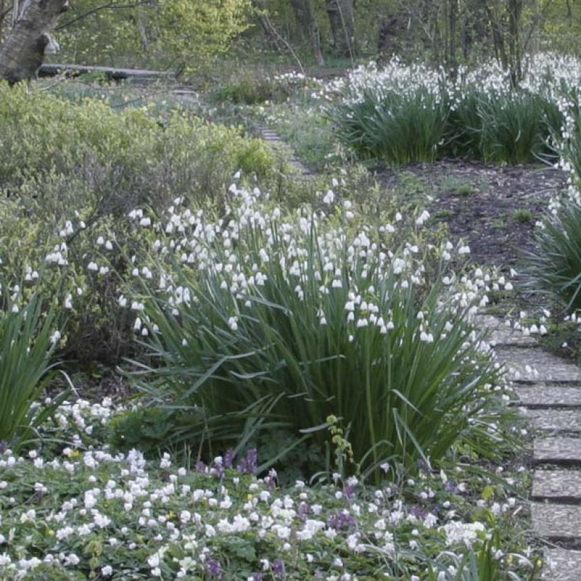 Leucojum aestivum - Zomerklokje (Groeiplaats)