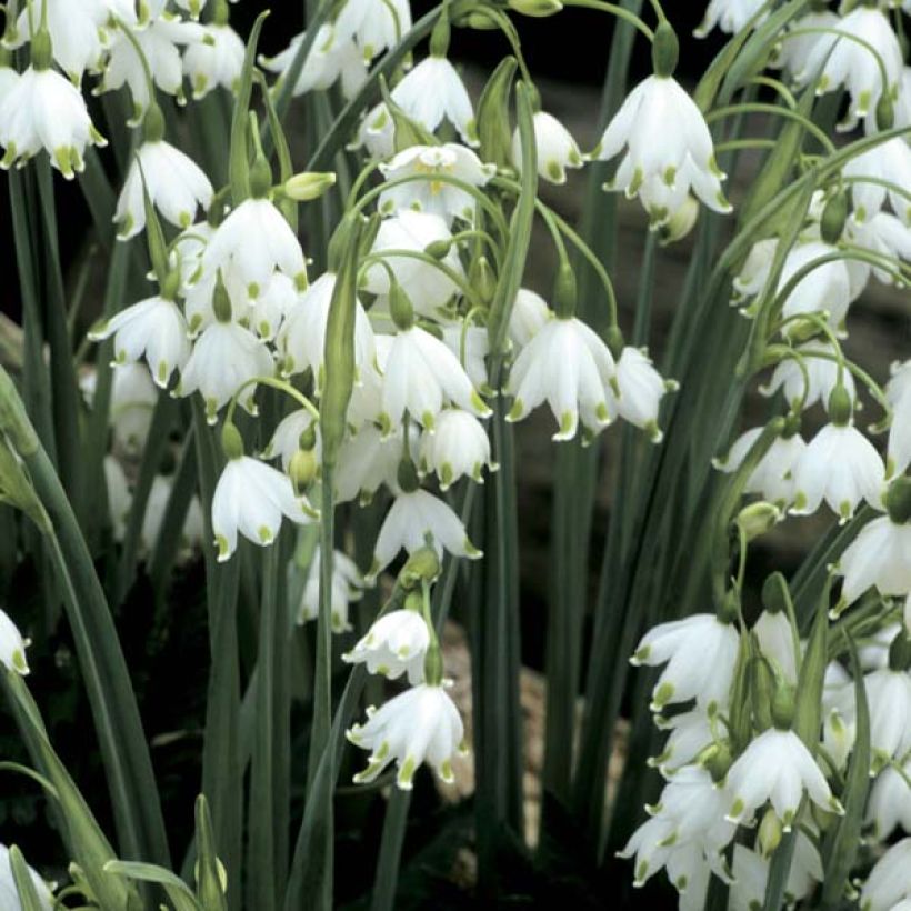 Leucojum aestivum Gravetye Giant - Zomerklokje (Bloei)