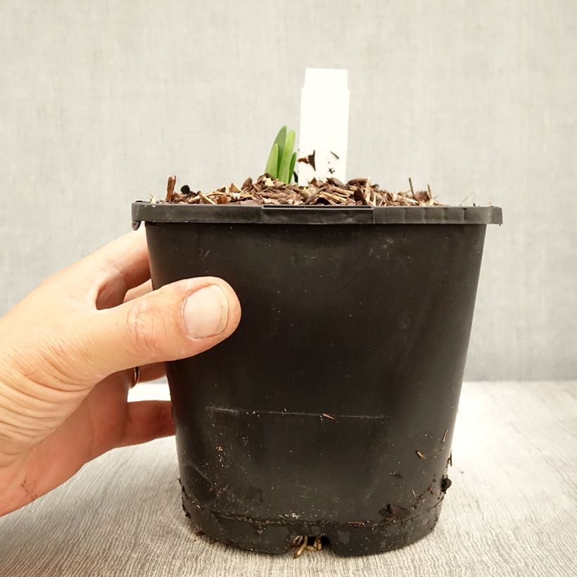 Exemplaar van Leucojum aestivum Bridesmaid - Zomerklokje Pot van 2 l/3 l zoals geleverd in de herfst