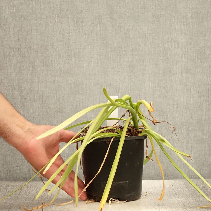 Exemplaar van Leucojum aestivum Bridesmaid - Zomerklokje Pot van 2 l/3 l zoals geleverd in de zomer