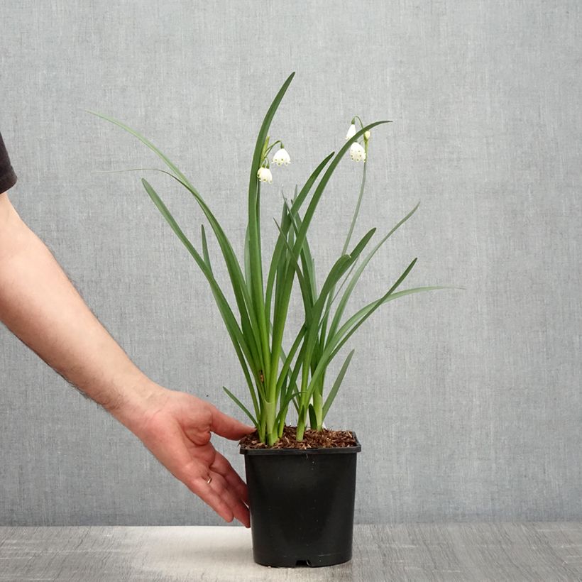 Exemplaar van Leucojum aestivum Bridesmaid - Zomerklokje Pot van 2 l/3 l zoals geleverd in de lente