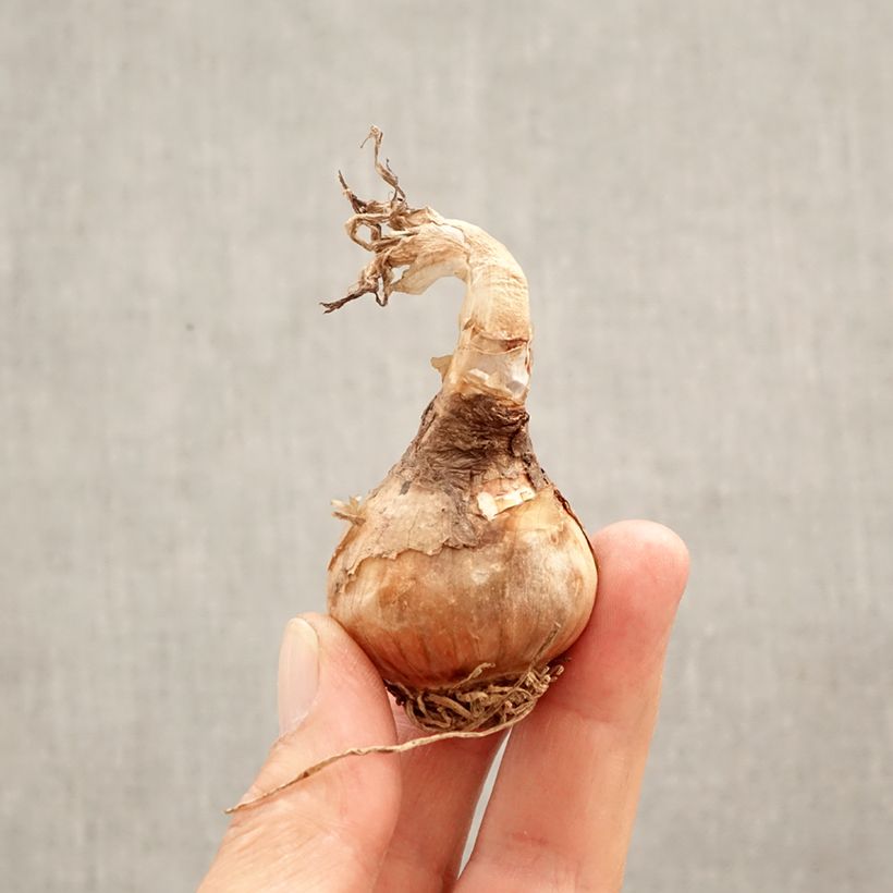 Exemplaar van Leucojum aestivum - Zomerklokje Bol kaliber 12+ zoals geleverd in de lente