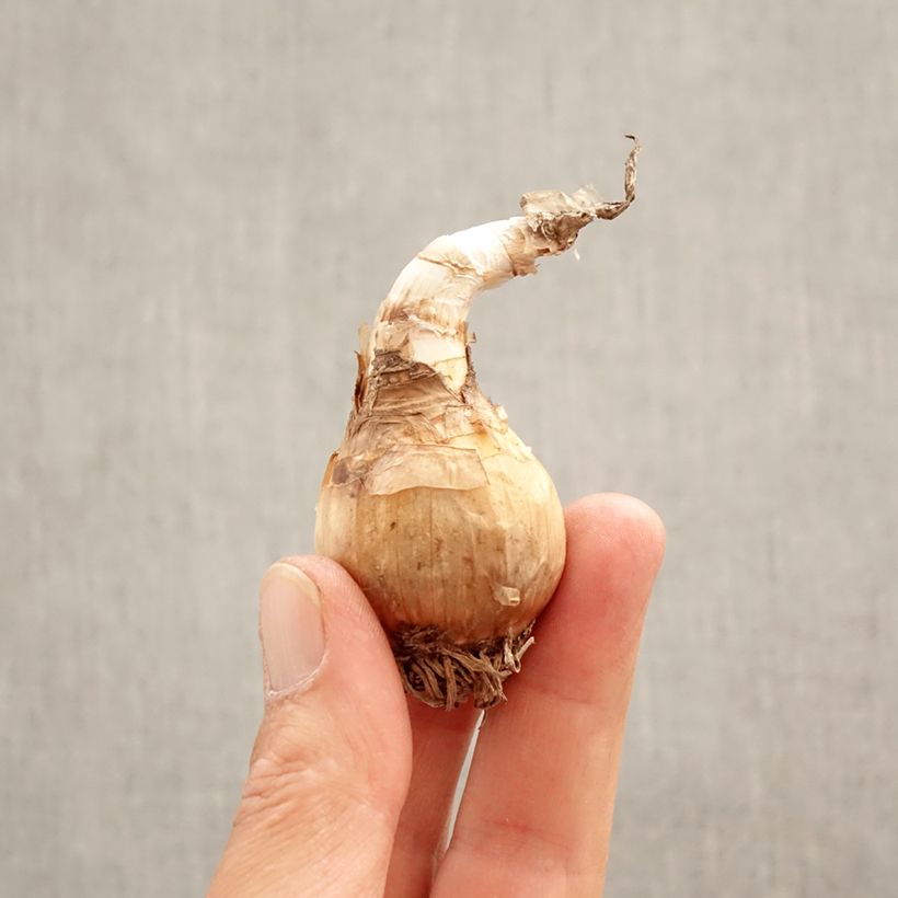 Exemplaar van Leucojum aestivum Gravetye Giant - Zomerklokje Bol size 10/12 zoals geleverd in de lente