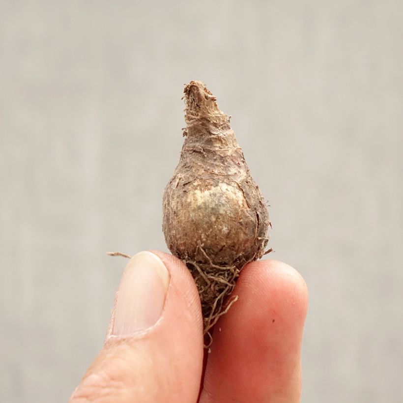 Exemplaar van Leucojum vernum - Lenteklokje Bol kaliber 7+ zoals geleverd in de lente