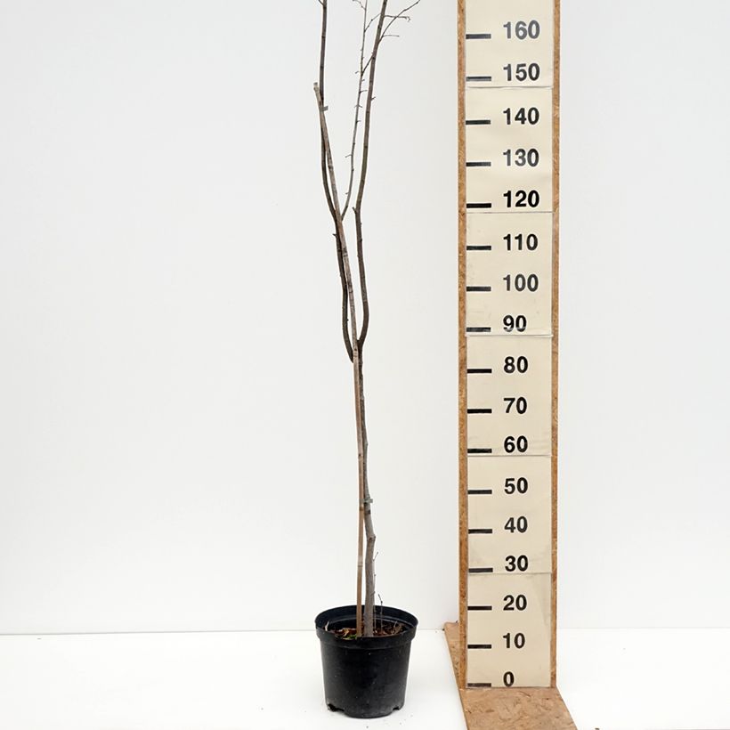 Exemplaar van Corylus avellana Annys Red Dwarf - Hazelaar Pot van 7,5 l/10 l, Stengel zoals geleverd in de herfst