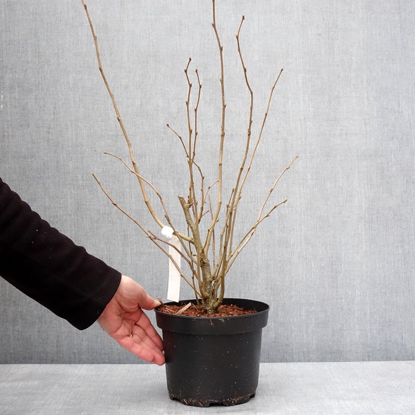 Exemplaar van Noisetier commun - Corylus avellana en racines nues Pot de 2L/3L zoals geleverd in de winter