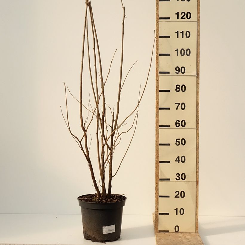 Exemplaar van Noisetier commun - Corylus avellana en racines nues Pot de 7,5L/10L zoals geleverd in de winter