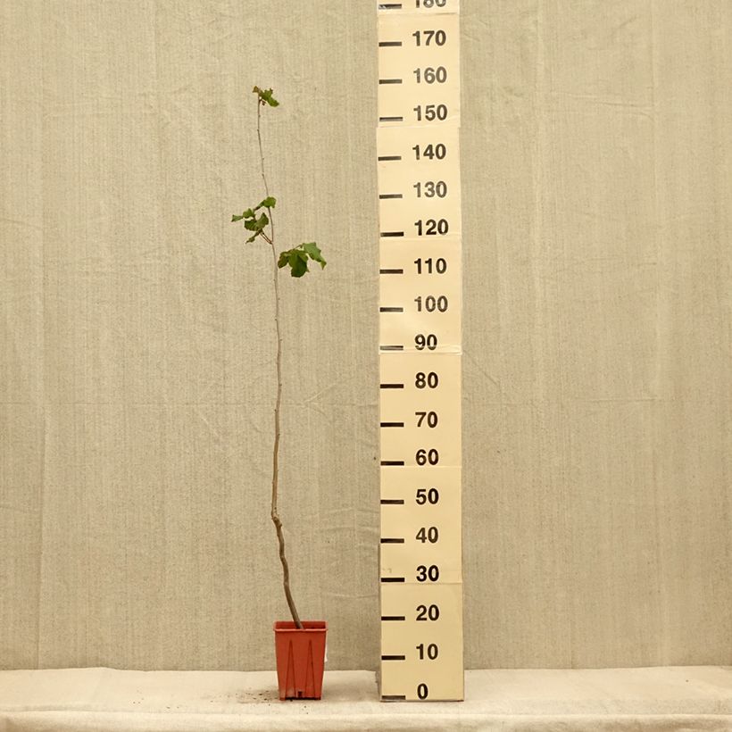 Exemplaar van Noisetier Tonda Gentile Romana Pot de 1,5L/2L zoals geleverd in de herfst