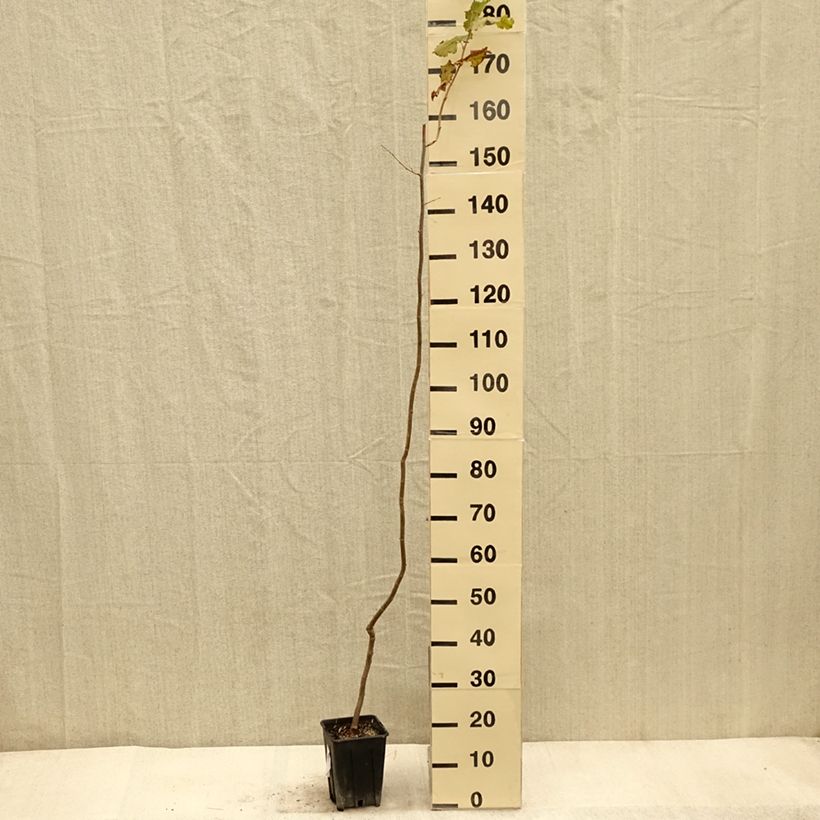 Exemplaar van Hazelaar Tonda Gentile Trilobata Pot van 1,5 l/2 l zoals geleverd in de herfst