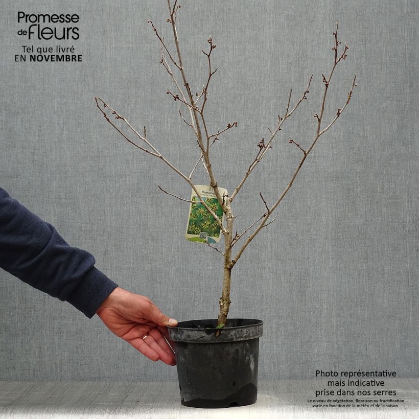 Exemplaar van Hamamelis intermedia Westerstede - Toverhazelaar Pot van 3 l/4 l zoals geleverd in de herfst