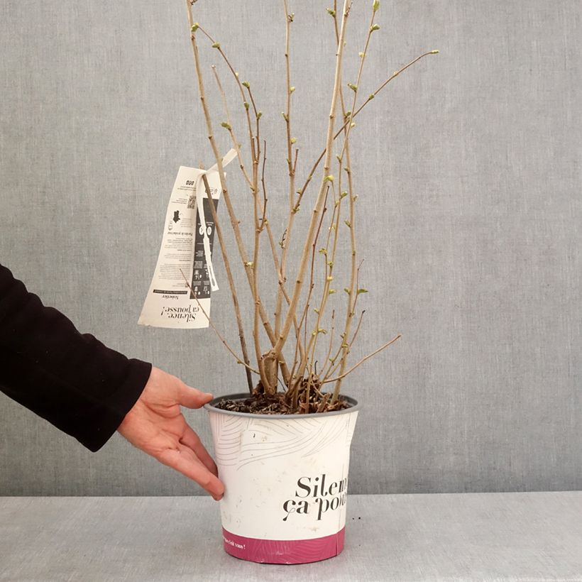 Example of Hazelaar Fertile de Coutard Pot van 3 l/4 l, Struik as you get in printemps