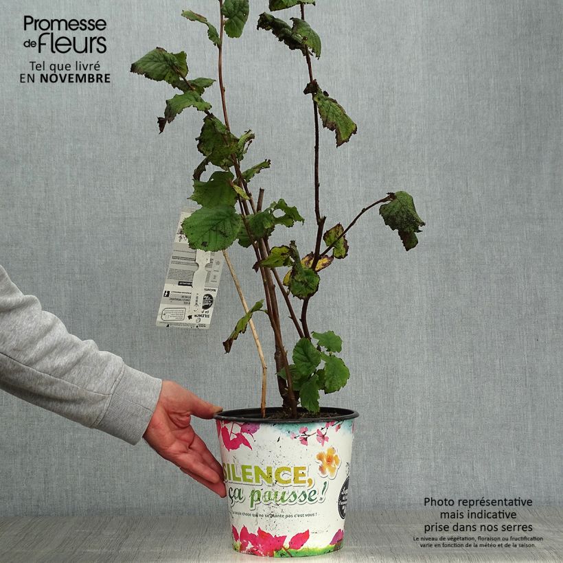 Exemplaar van Lambertsnoot Géant de Halle Pot van 4 l/5 l, Struik zoals geleverd in de herfst