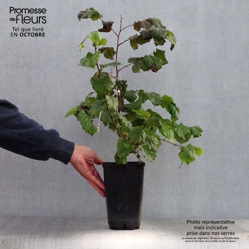 Exemplaar van Lambertsnoot Géant de Halle Pot van 2 l/3 l zoals geleverd in de herfst