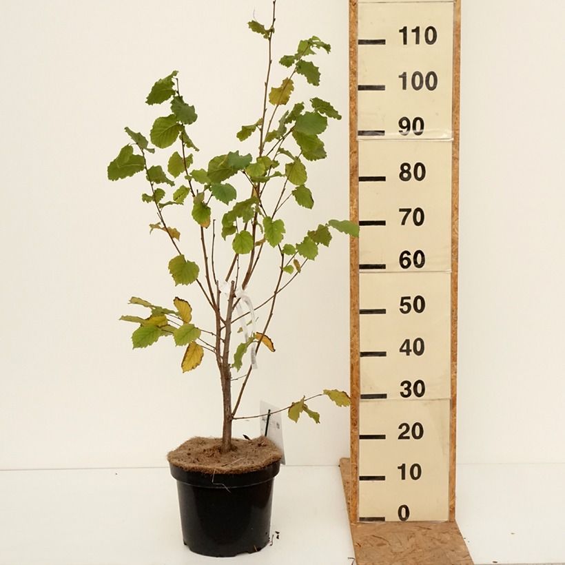 Exemplaar van Lambertsnoot Géant de Halle Pot van 7,5 l/10 l zoals geleverd in de herfst
