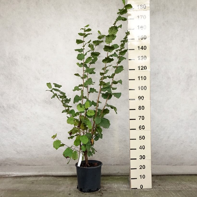 Exemplaar van Lambertsnoot Géant de Halle Pot van 7,5 l/10 l zoals geleverd in de zomer