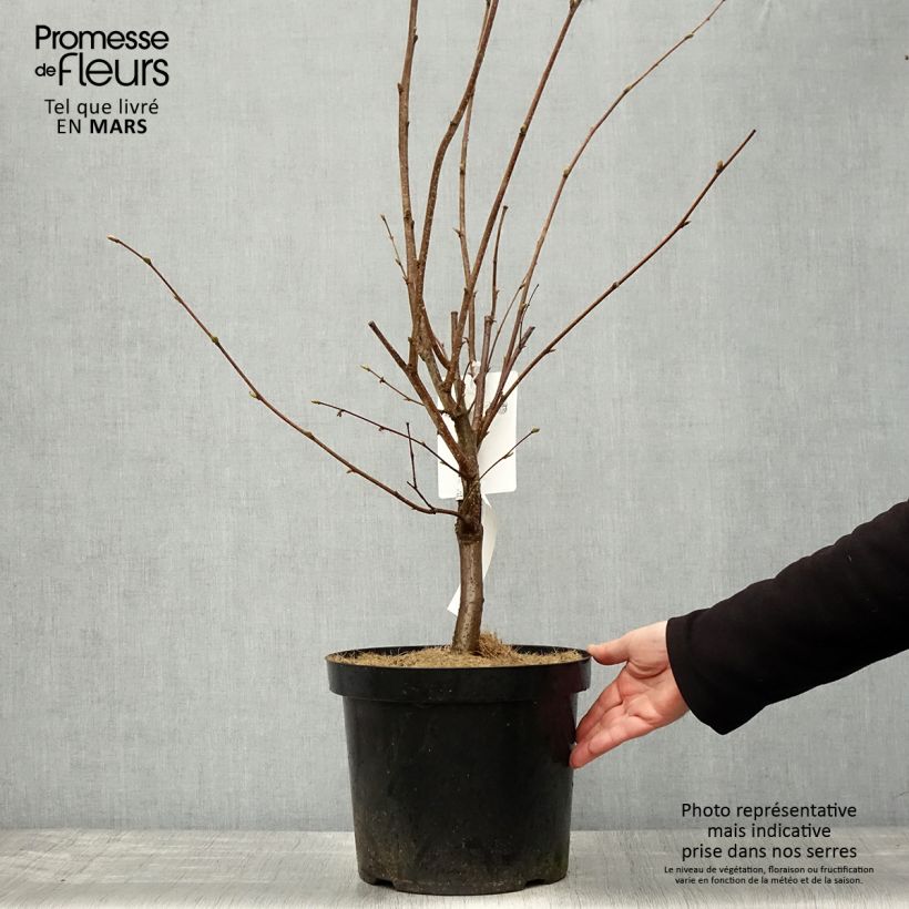 Example of Lambertsnoot Géant de Halle Pot van 7,5 l/10 l as you get in printemps