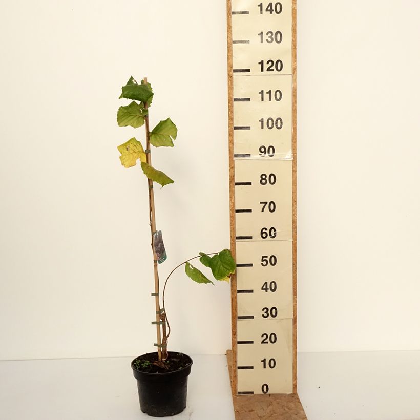 Exemplaar van Corylus avellana Pendula - Hazelaar Pot van 7,5 l/10 l zoals geleverd in de herfst