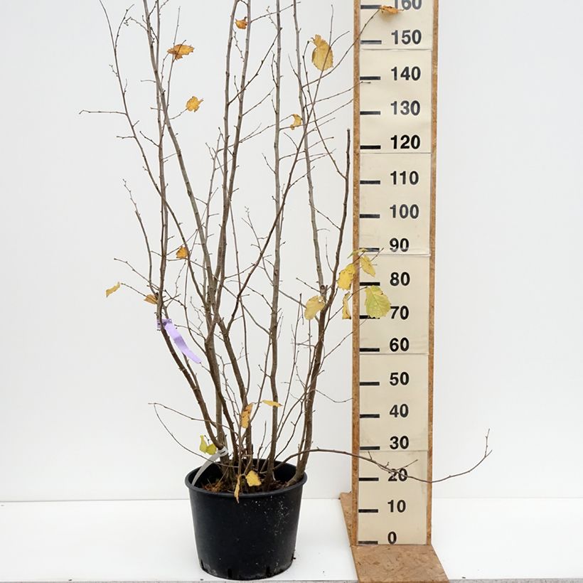 Exemplaar van Corylus avellana Syrena - Hazelaar Pot van 12 l/15 l zoals geleverd in de herfst