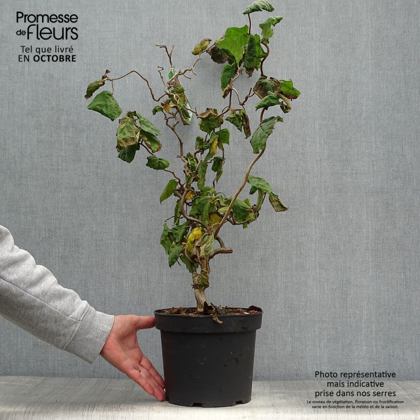 Exemplaar van Corylus avellana Contorta - Hazelaar Pot van 3 l/4 l zoals geleverd in de herfst