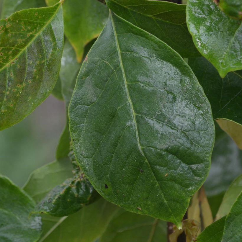 Corylus avellana Red Majestic - Hazelaar (Blad)