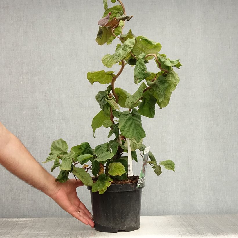 Exemplaar van Corylus avellana Red Majestic - Hazelaar Pot van 3 l/4 l zoals geleverd in de zomer