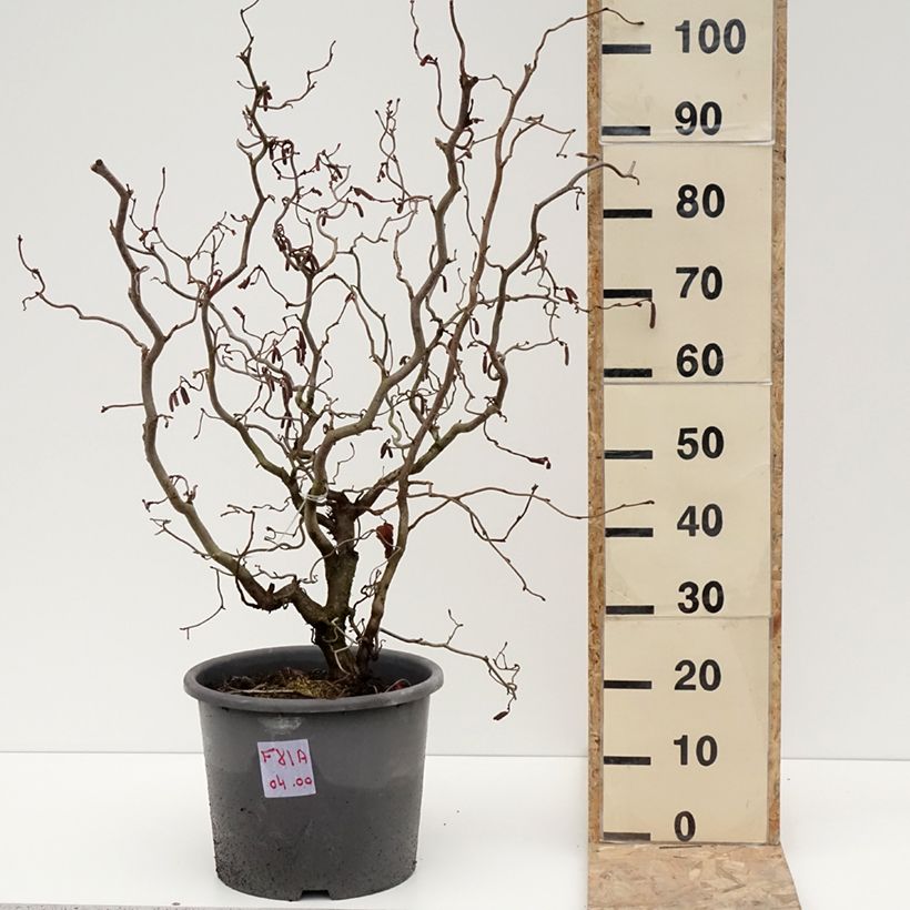 Exemplaar van Noisetier tortueux pourpre - Corylus avellana Red Majestic Pot de 12L/15L zoals geleverd in de winter