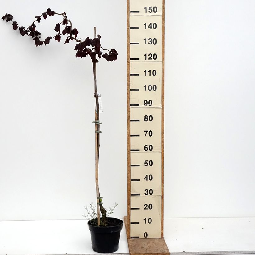 Exemplaar van Corylus avellana Red Majestic - Hazelaar Pot van 3 l/4 l, Stengel zoals geleverd in de lente