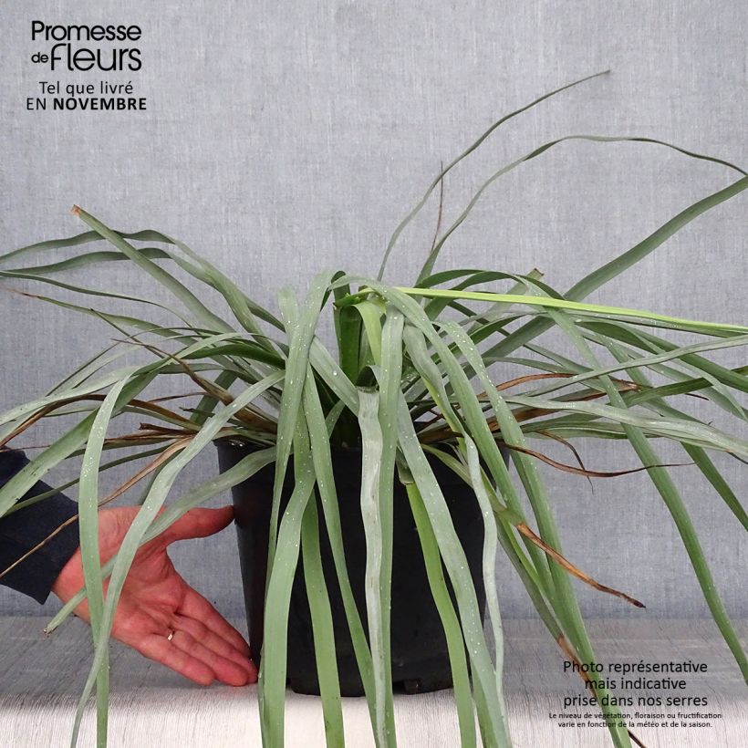 Exemplaar van Nolina hibernica La Sibirica - Blauw beregras Pot van 6 l/7 l zoals geleverd in de herfst
