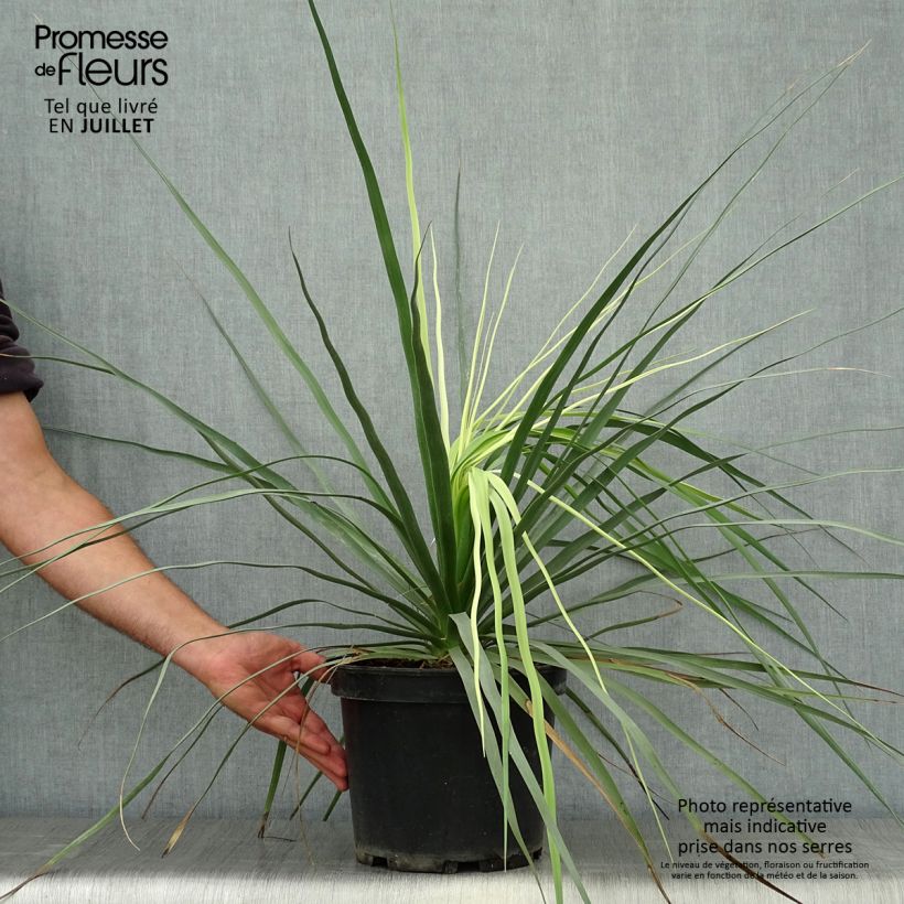 Exemplaar van Nolina hibernica La Sibirica - Blauw beregras Pot van 6 l/7 l zoals geleverd in de zomer
