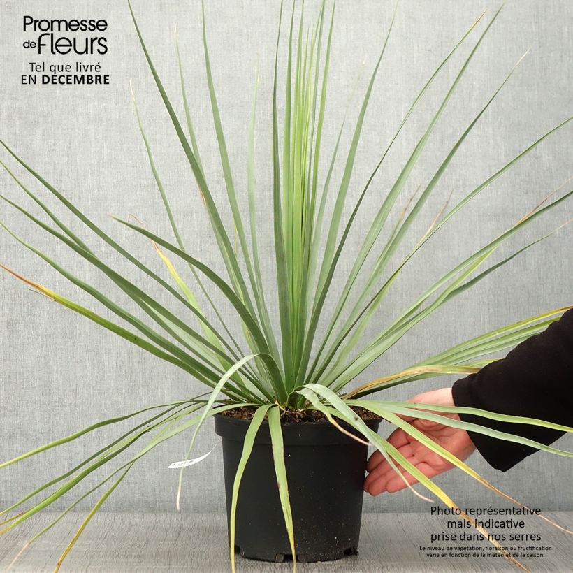 Exemplaar van Nolina nelsonii - Blauw beregras Pot van 3 l/4 l zoals geleverd in de herfst