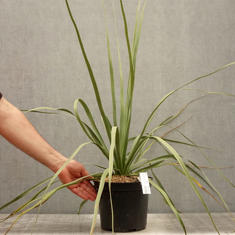 Exemplaar van Nolina nelsonii - Blauw beregras Pot van 3 l/4 l zoals geleverd in de lente