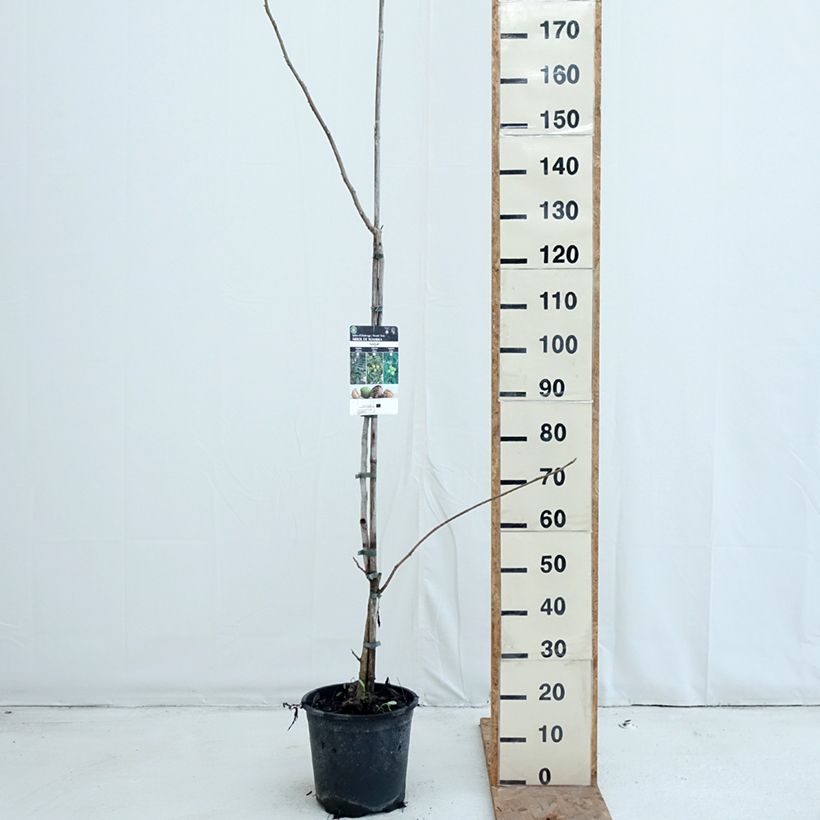 Exemplaar van Grijze walnoot - Juglans cinerea Pot van 7,5 l/10 l zoals geleverd in de herfst