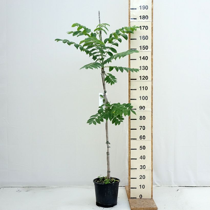Exemplaar van Grijze walnoot - Juglans cinerea Pot van 7,5 l/10 l zoals geleverd in de zomer