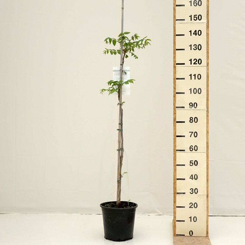 Exemplaar van Grijze walnoot - Juglans cinerea Pot van 7,5 l/10 l zoals geleverd in de lente