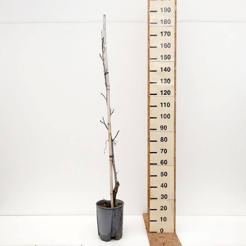 Exemplaar van Walnoot Chandler Pot van 7,5 l/10 l, Half-hoge stam zoals geleverd in de herfst