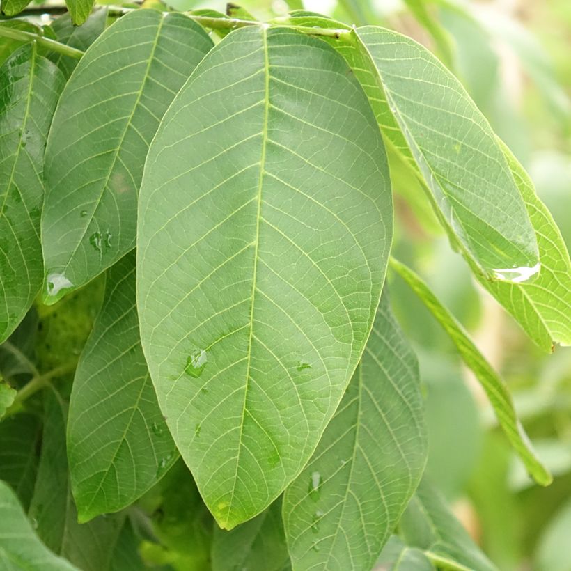 Walnoot Fernor (Blad)