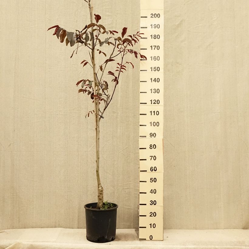 Exemplaar van Walnoot Purpurea Pot van 18 l/20 l, Kroonhoogte zoals geleverd in de zomer