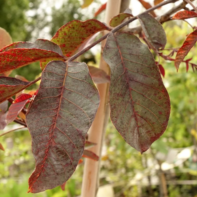 Walnoot Purpurea (Blad)