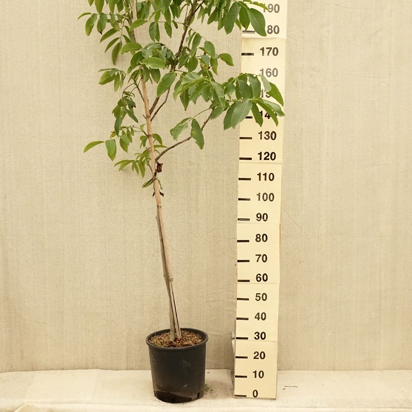 Exemplaar van Walnoot Franquette Pot van 12 l/15 l, Kroonhoogte zoals geleverd in de zomer