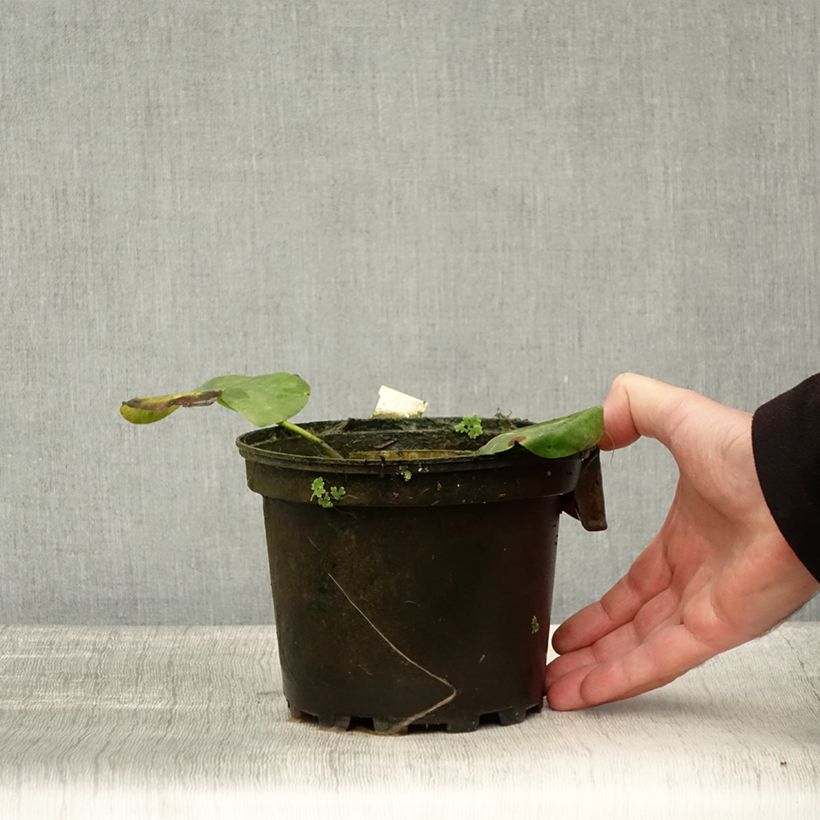 Exemplaar van Nymphaea Alba Delicata - Waterlelie Pot van 1,5 l/2 l zoals geleverd in de herfst